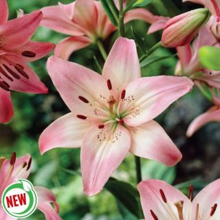 Rosella's Dream Lily Thumbnail